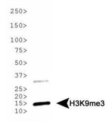 Western Blot: 0 [NB21-1073]